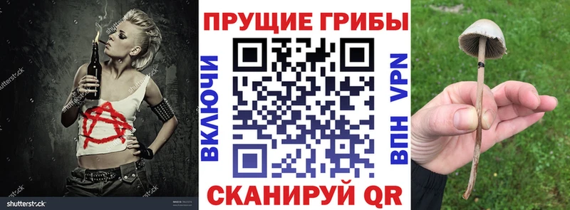 дарк нет наркотические препараты  наркотики  Верхотурье  Псилоцибиновые грибы Psilocybine cubensis 